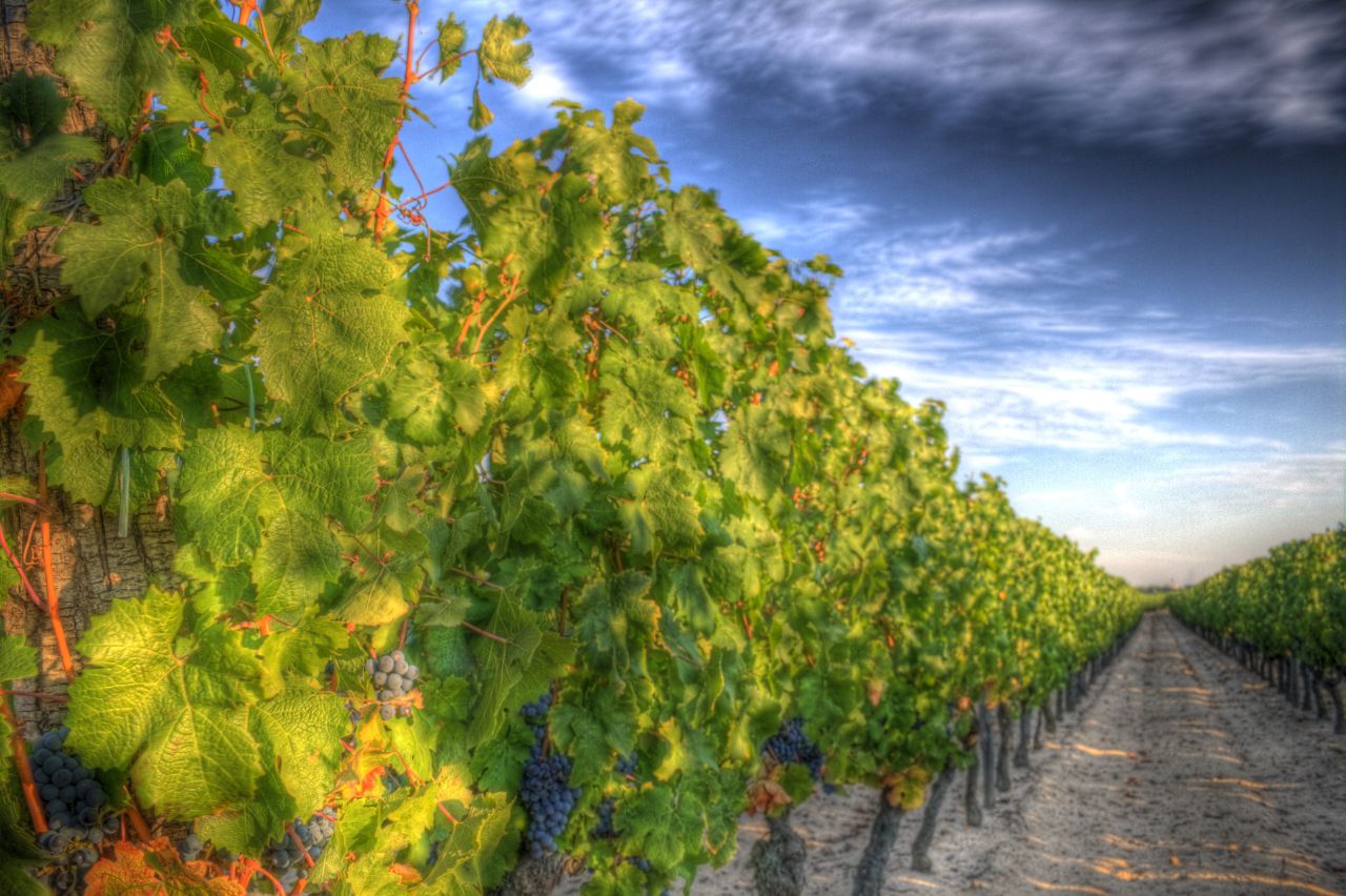 Juicy grapes on the vine Grapes